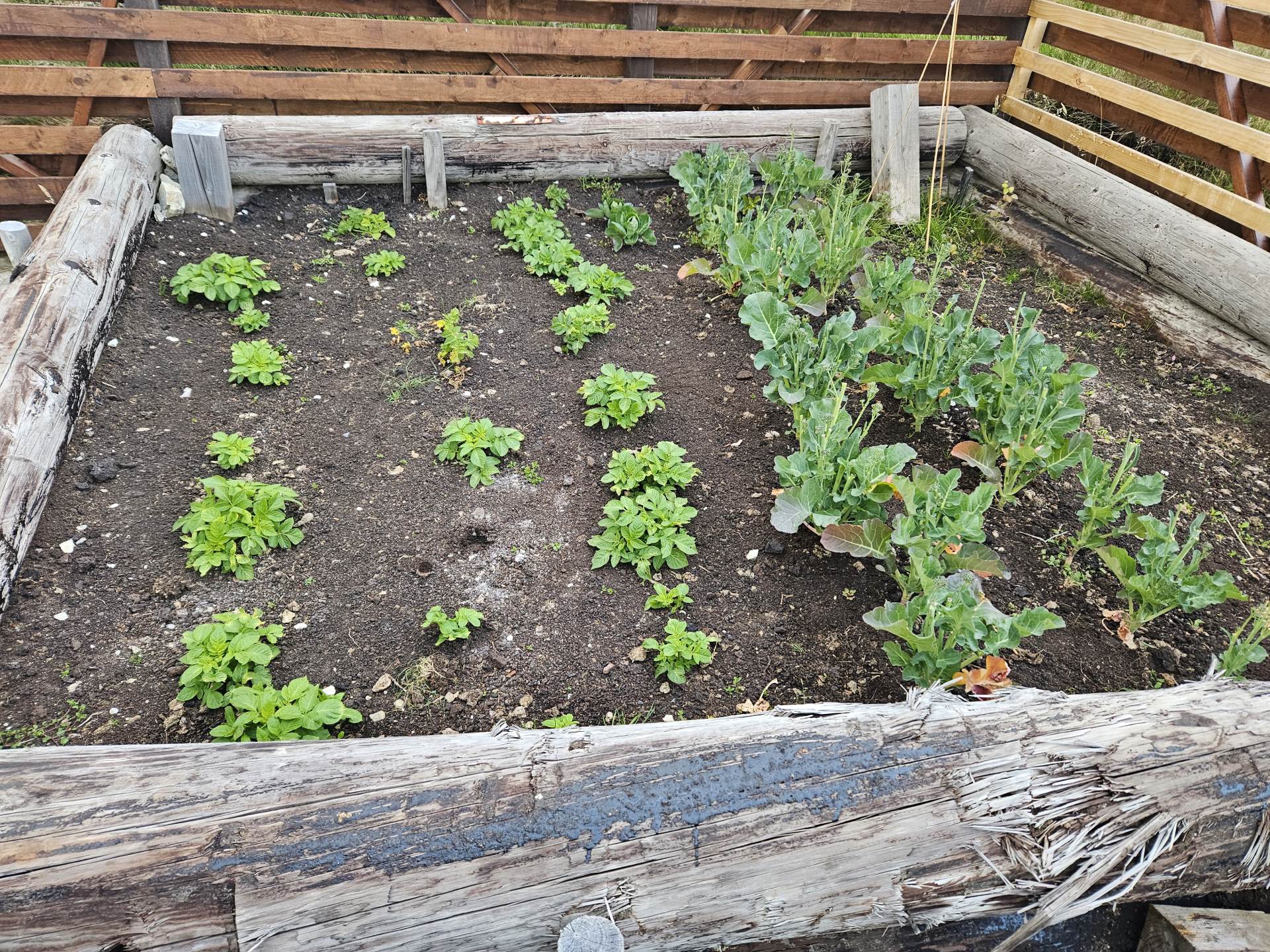 Vegetable  Plot 3 